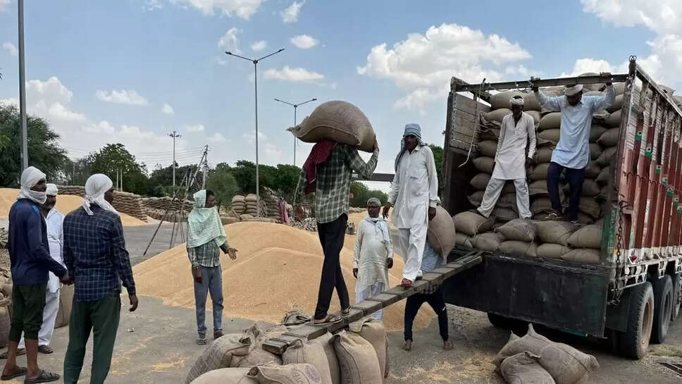 Bumper production wheat : जींद जिले में इस बार गेहूं की बंपर पैदावार, मंडियों में पहुंचा 66.47 लाख क्विंटल गेहूं, जानिए पूरी डिटेल