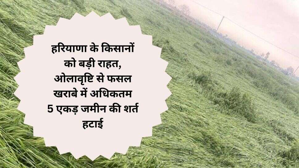 Haryana farmer news : हरियाणा के किसानों को बड़ी राहत, ओलावृष्टि से फसल खराबे में अधिकतम 5 एकड़ जमीन की शर्त हटाई