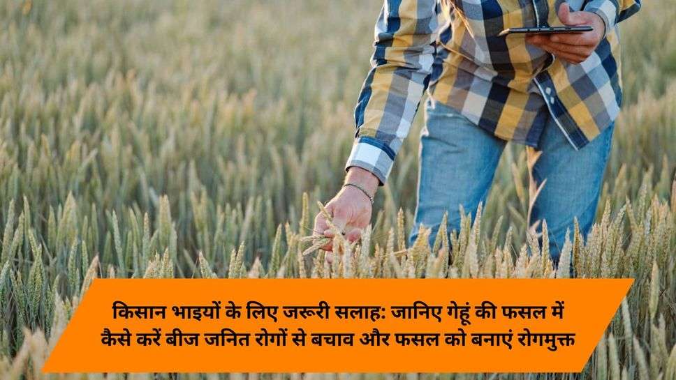 Wheat seed diseases prevention : किसान भाइयों के लिए जरूरी सलाह: जानिए गेहूं की फसल में कैसे करें बीज जनित रोगों से बचाव और फसल को बनाएं रोगमुक्त