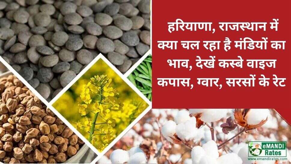 Haryana mandi rate : हरियाणा, राजस्थान में क्या चल रहा है मंडियों का भाव, देखें कस्बे वाइज कपास, ग्वार, सरसों के रेट