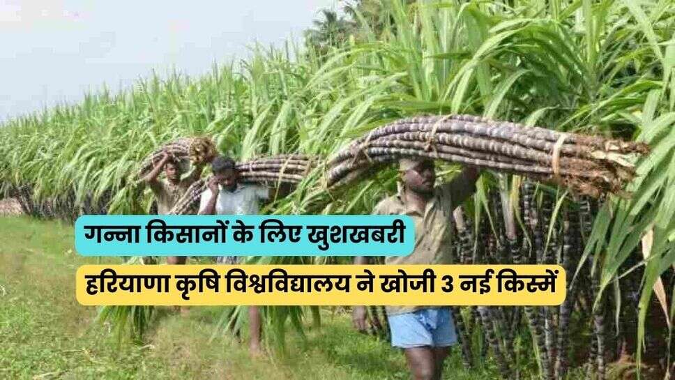 गन्ना किसानों के लिए खुशखबरी, हरियाणा कृषि विश्वविद्यालय ने खोजी 3 नई किस्में