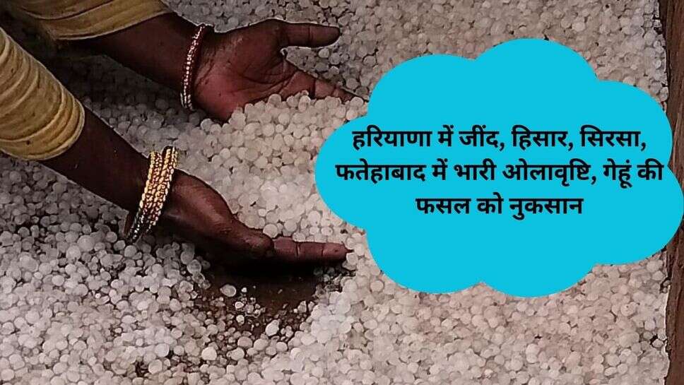 Sirsa hailstorm news : सिरसा में भारी बारिश और ओलावृष्टि से किसानों की उड़ी नींद, जानें बाकी जिलों का हाल