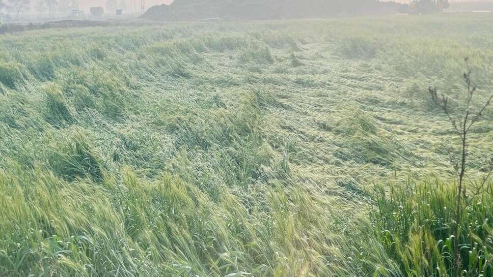 Haryana weather update : जींद में इस क्षेत्र में भयंकर ओलावृष्टि, गेहूं की फसल बिछी, सरसों को भी नुकसान