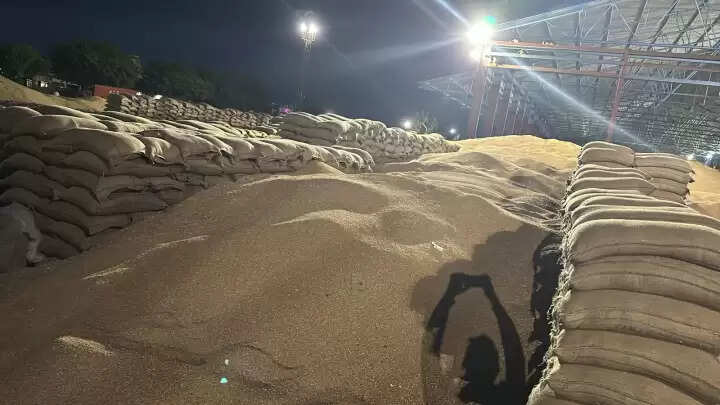 Jind news hailstorm : जींद में ओलावृष्टि, मंडियों में पड़ी गेहूं भिगी, किसानों और आढ़तियों को नुकसान, आगे 2 दिन बारिश के आसार