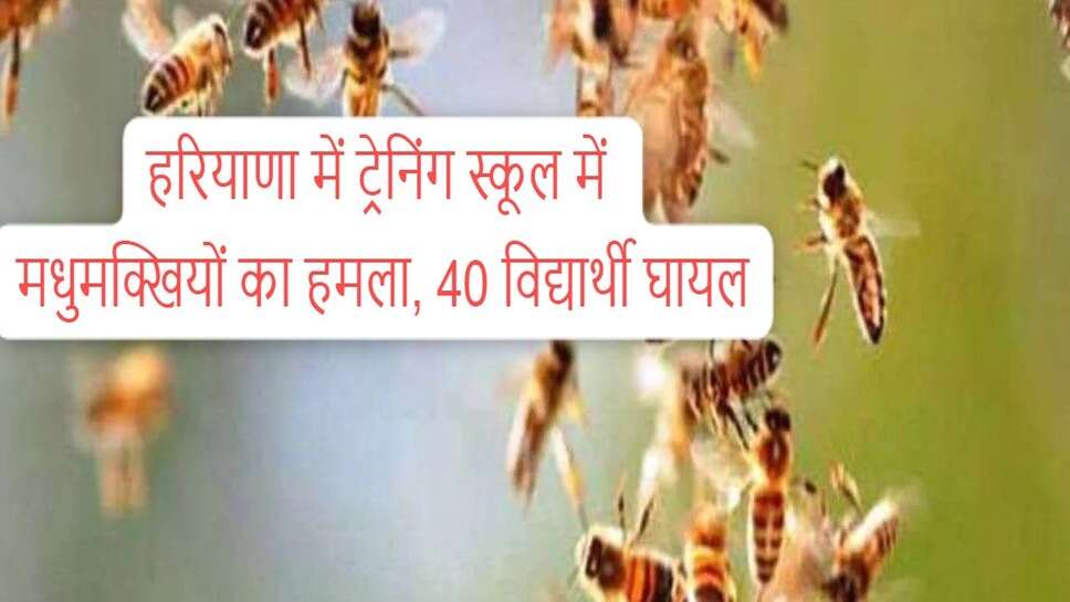 Bees attack on students ; हरियाणा में ट्रेनिंग संस्थान में मधुमक्खियों का हमला, 40 से ज्यादा विद्यार्थी घायल, 11 किलोमीटर तक किया विद्यार्थियों को पीछा