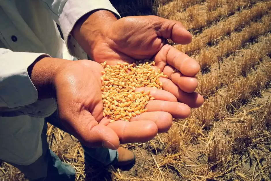 Wheat seed diseases prevention : किसान भाइयों के लिए जरूरी सलाह: जानिए गेहूं की फसल में कैसे करें बीज जनित रोगों से बचाव और फसल को बनाएं रोगमुक्त