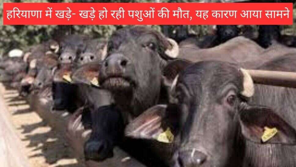 Animal nimonia: हरियाणा में खड़े- खड़े हो रही पशुओं की मौत, यह कारण आया सामने