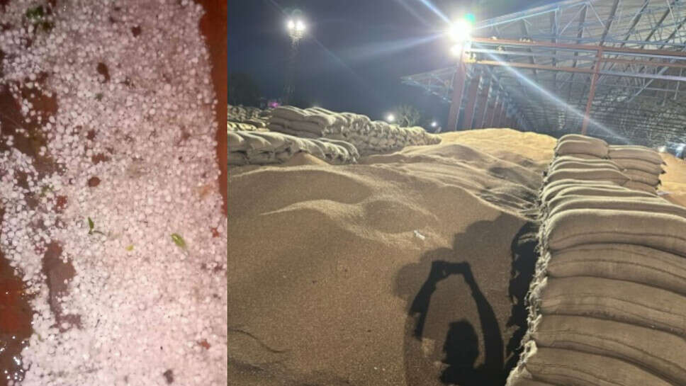 Jind news hailstorm : जींद में ओलावृष्टि, मंडियों में पड़ी गेहूं भिगी, किसानों और आढ़तियों को नुकसान, आगे 2 दिन बारिश के आसार