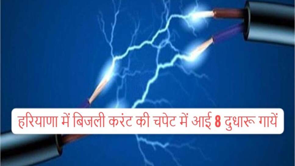 Haryana news : हरियाणा में बड़ा हादसा, बिजली का करंट लगने से 8 दुधारू गायों की दर्दनाक मौत