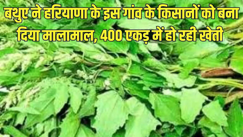 Success Story  बथुए ने हरियाणा के इस गांव के किसानों को बना दिया मालामाल, 400 एकड़ में हो रही खेती 