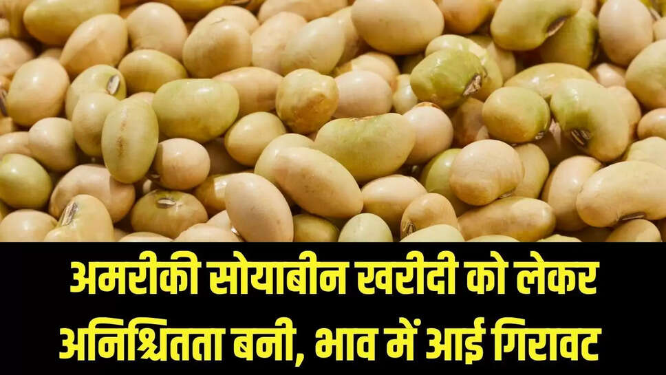 Soybean  अमरीकी सोयाबीन खरीदी को लेकर अनिश्चितता बनी, भाव में आई गिरावट 