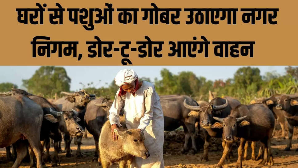  घरों से पशुओं का गोबर उठाएगा नगर निगम, डोर-टू-डोर आएंगे वाहन 