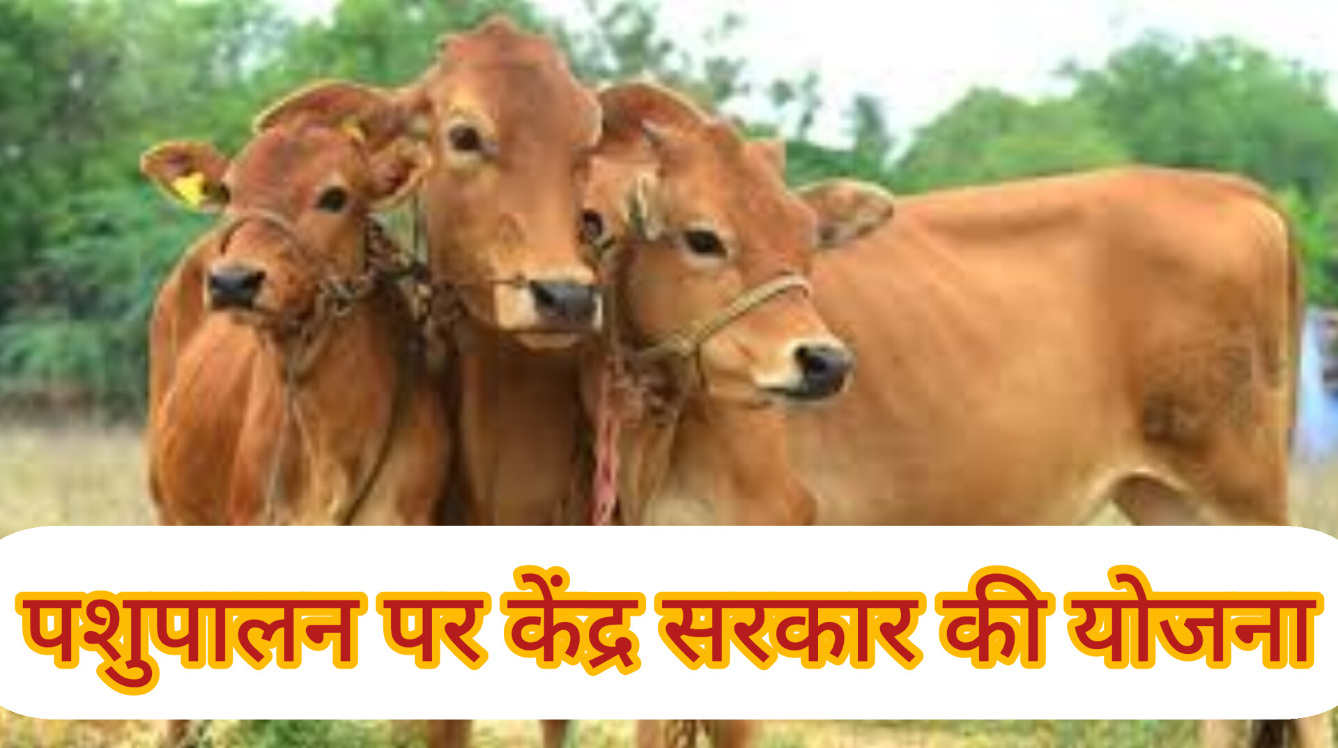 pashu beema yojana now only 15 percent premium will be charged in livestock insurance