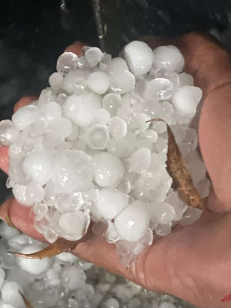 Sirsa hailstrom News: सिरसा में भारी बारिश और ओलावर्ष्टि से किसानों की उडी नींद, जानें बाकी जिलों का हाल