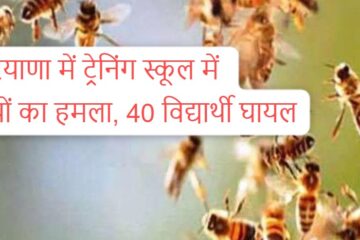 Bees attack on students; Bees attack in training institute in Haryana, more than 40 students injured, students chased for 11 kilometers