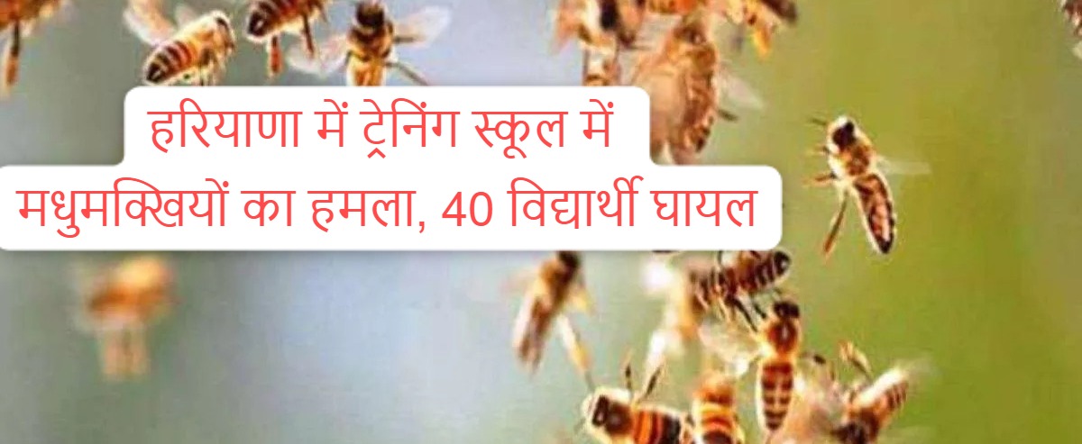 Bees attack on students; Bees attack in training institute in Haryana, more than 40 students injured, students chased for 11 kilometers