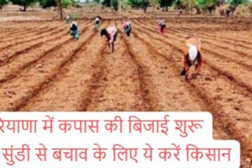 Cotton sowing; Cotton sowing work has started, farmers are getting disillusioned every year due to the outbreak of pink bollworm, Agriculture Department gave this advice
