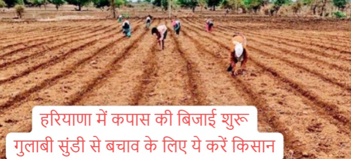 Cotton sowing; Cotton sowing work has started, farmers are getting disillusioned every year due to the outbreak of pink bollworm, Agriculture Department gave this advice