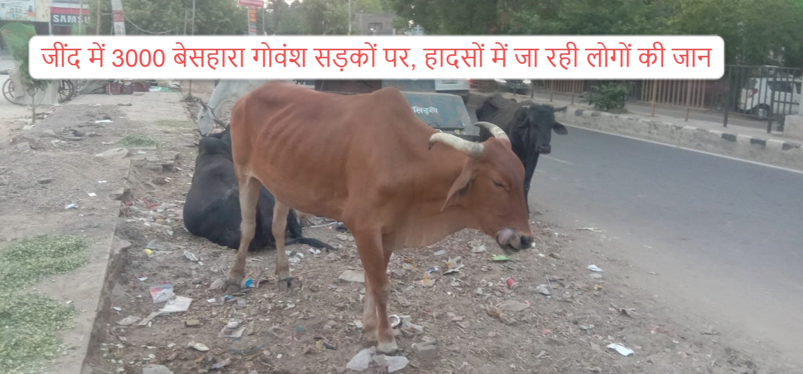Jind news: 3000 destitute cows on the roads in Jind, people are losing their lives in accidents, destroying crops in the fields