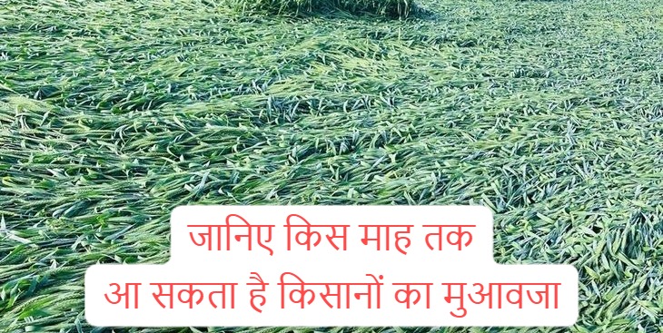 in Jind Know till which month the compensation for farmers (compensation for bad crops in Jind) can come