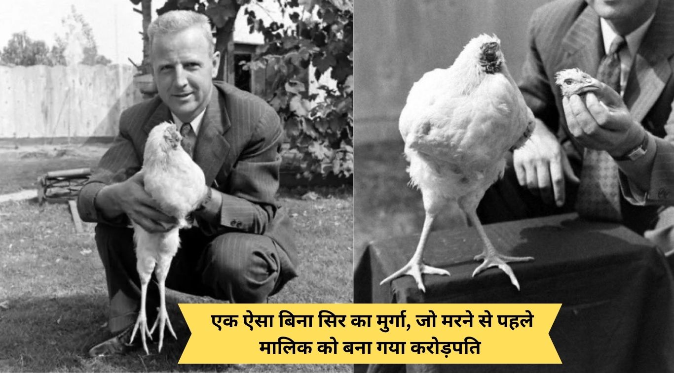 A headless chicken that made its owner a millionaire before dying