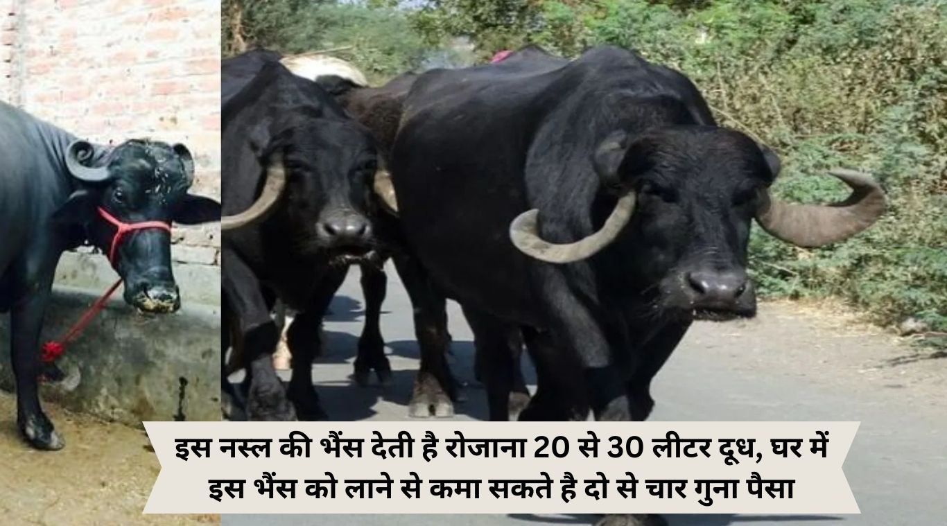 Buffalo of this breed gives 20 to 30 liters of milk daily, by bringing this buffalo at home you can earn two to four times the money.