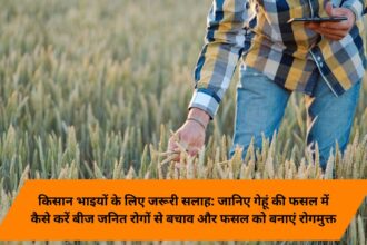 Important advice for farmer brothers: Know how to prevent seed borne diseases in wheat crop and make the crop disease free.